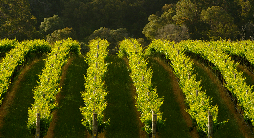 Brookland Valley vineyards